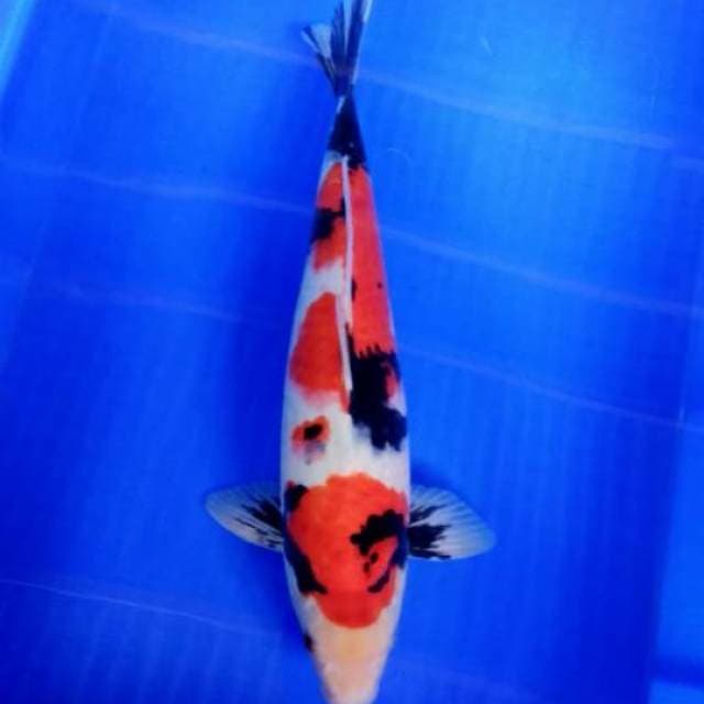 Showa premium 41cm male