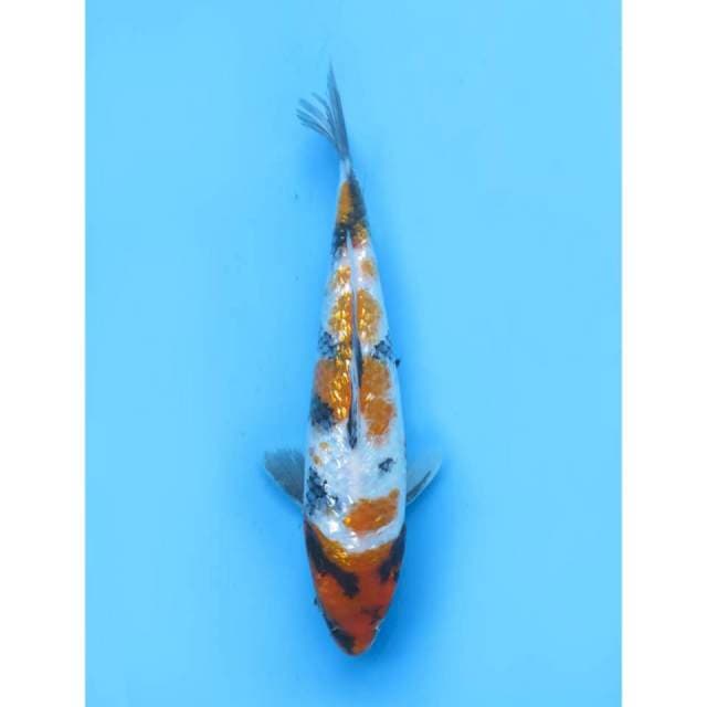 Ki Showa Full Ginrin - 25cm