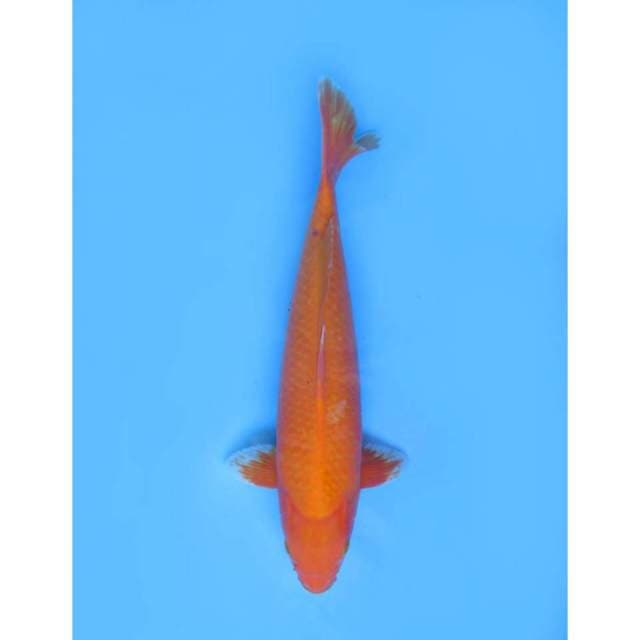 Jumbo Aka Hajiro - 40cm