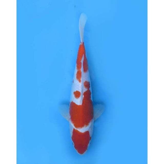 Maruten Kohaku - 27cm