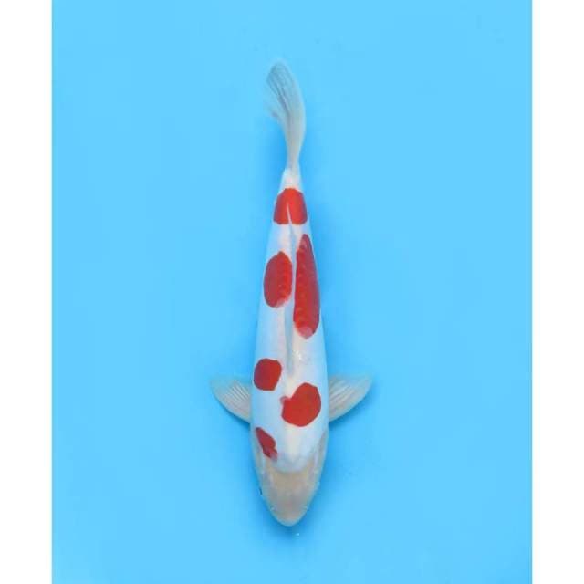 Ori Domino Kohaku Doitsu Langka - 30cm