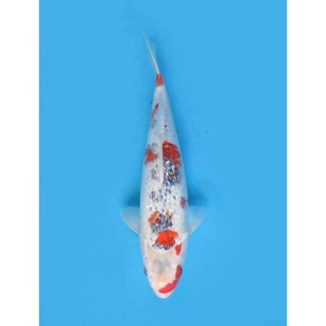 Jumbo Kawarimono Antik - 40cm