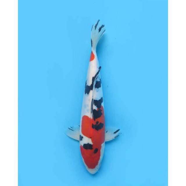 Murni Sanke Doitsu - 32cm