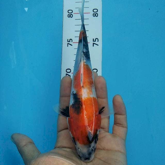Showa*20cm