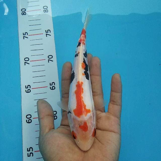 Benikumon*20cm