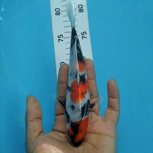 Showa calon*20cm
