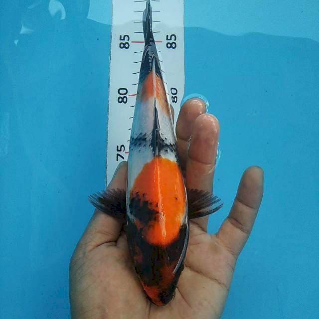 Showa motogoro*21cm