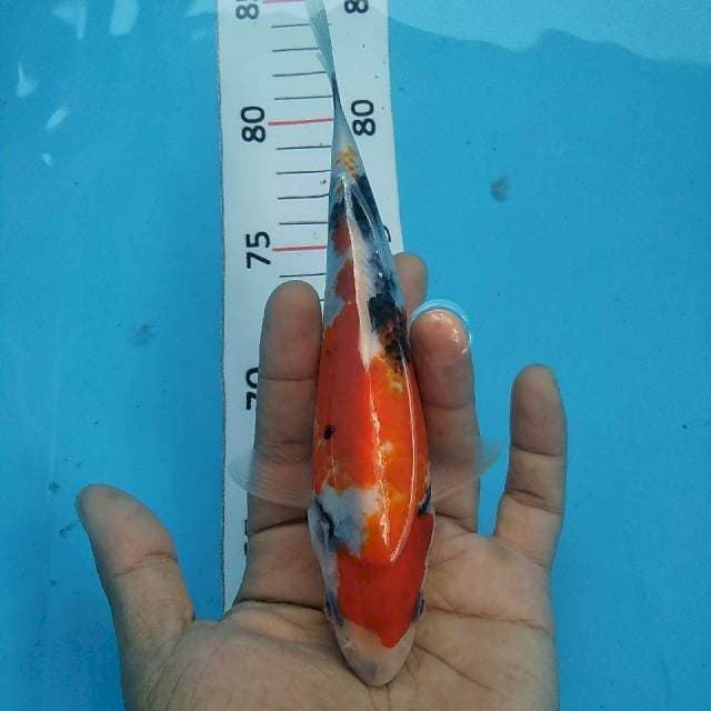 Showa*20cm