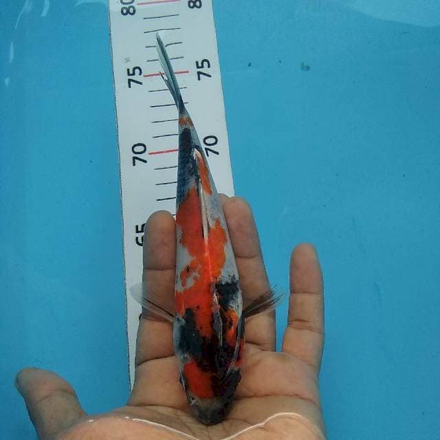 Showa*20cm