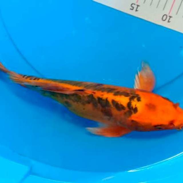 Kumpay 36 cm