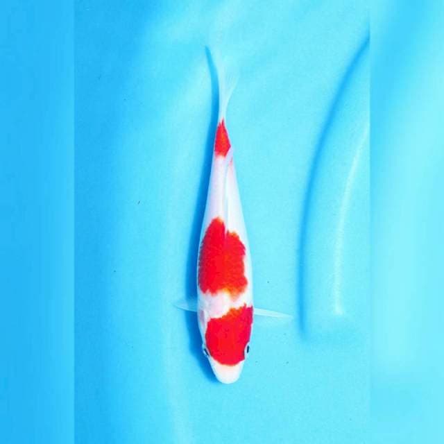 F1 kohaku
