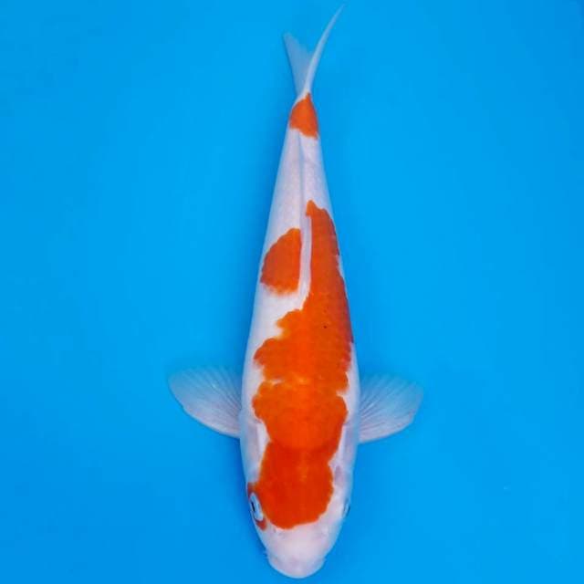 Kohaku 32cm