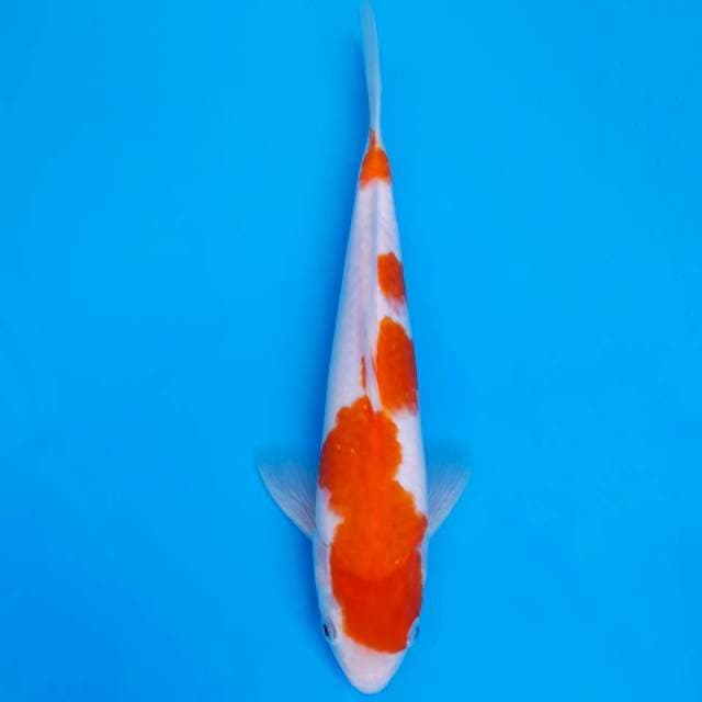 Kohaku 25cm