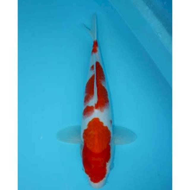 KOHAKU 35 CM