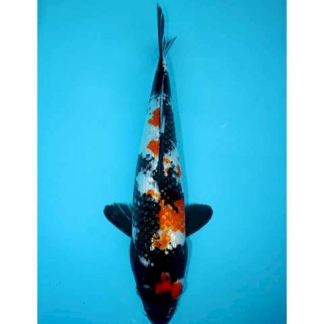 SHOWA GINRIN 34 CM