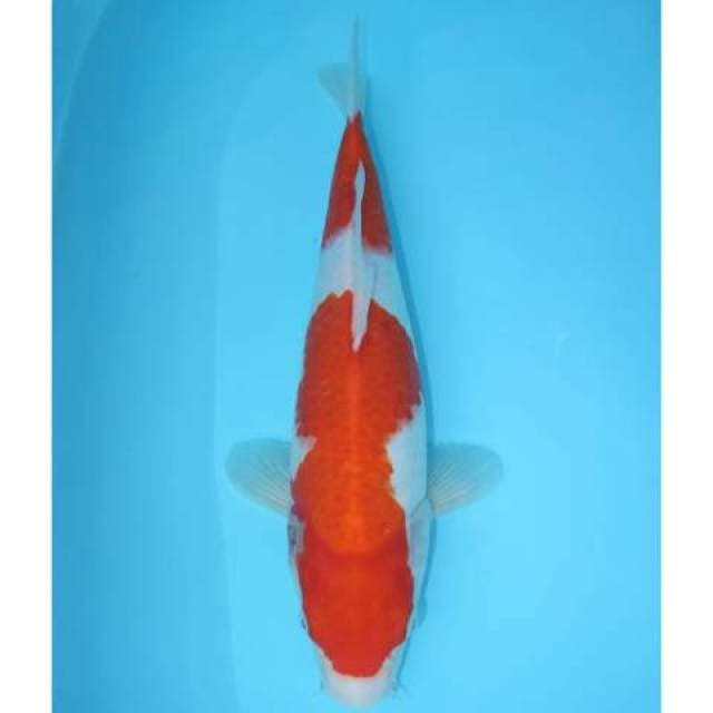 NIDAN KOHAKU 35 CM