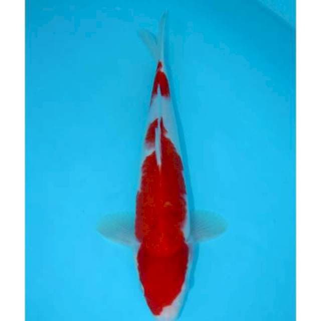 NIDAN KOHAKU 31 CM