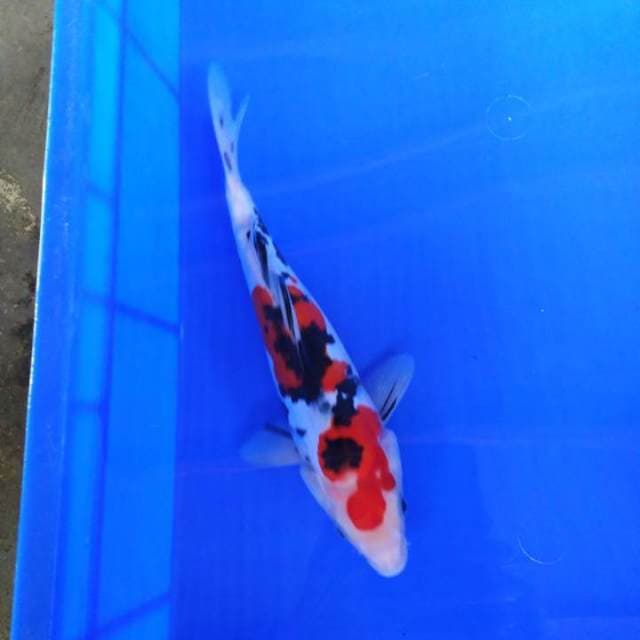 Sanke 28cm