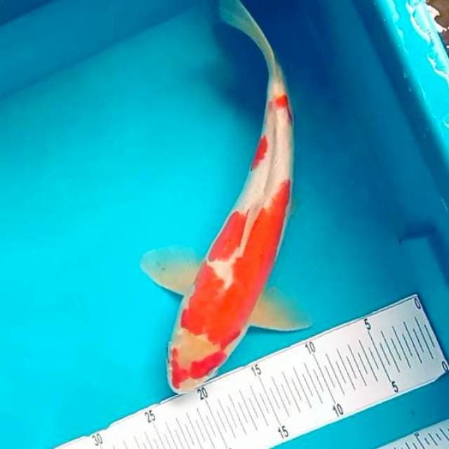 Doitsu Kohaku # 35cm