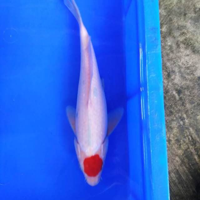 Tanco 30cm male