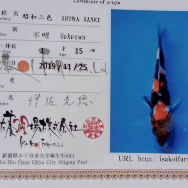 Showa tosai isa