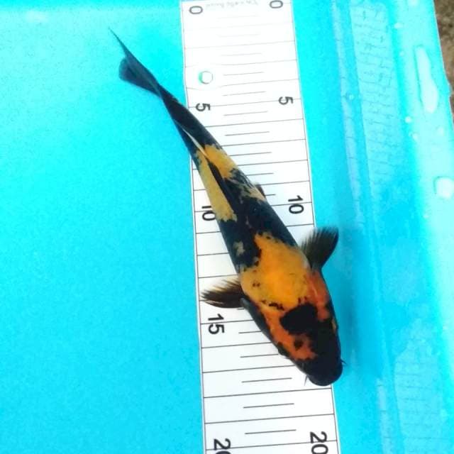 Utsuri 16 cm