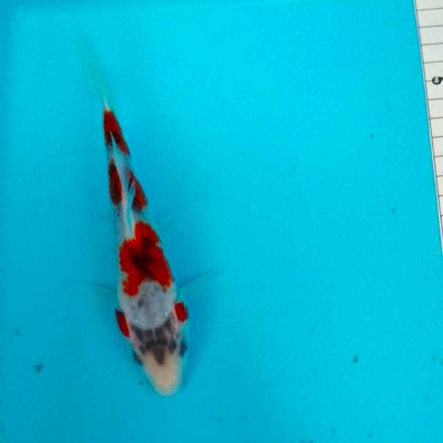 Goshiki cantik 16cm