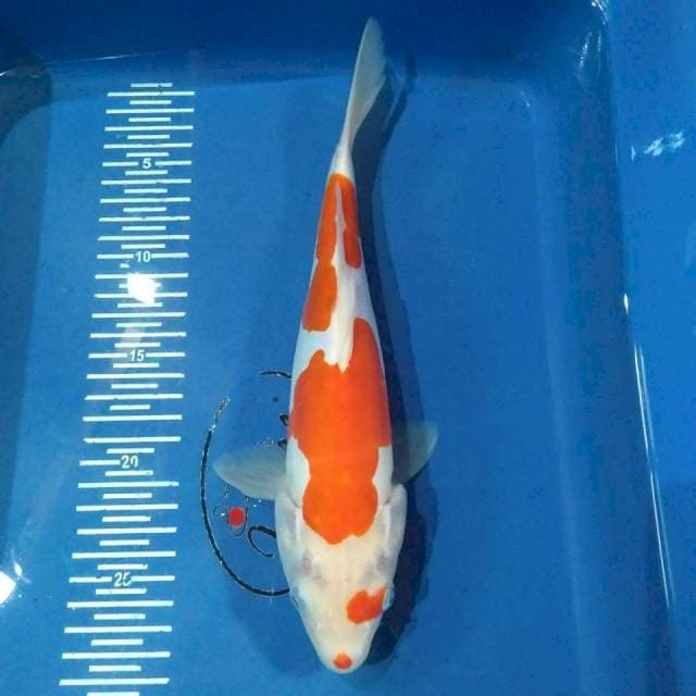 Kohaku doit mantul28cm