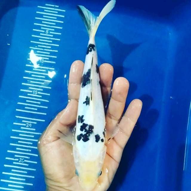 Bekko doit 23 cm