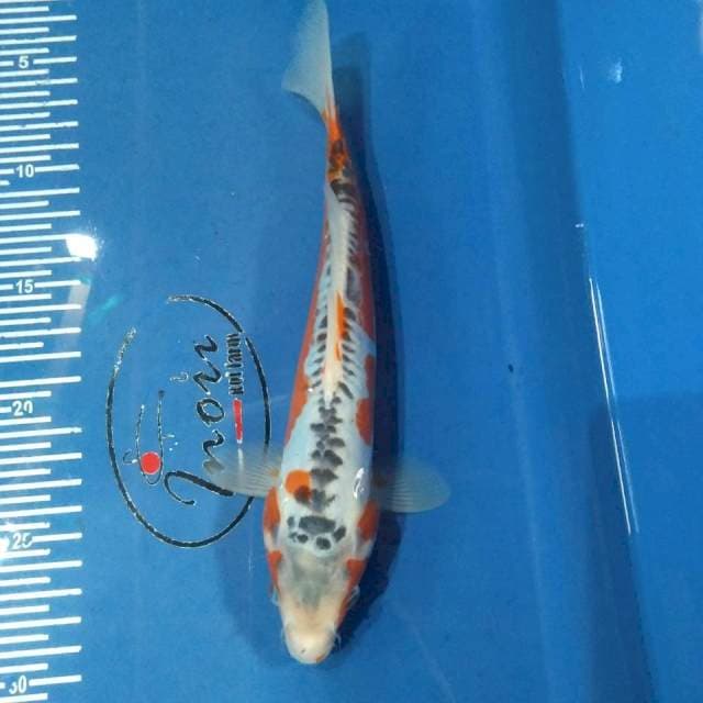 Shusui 25cm