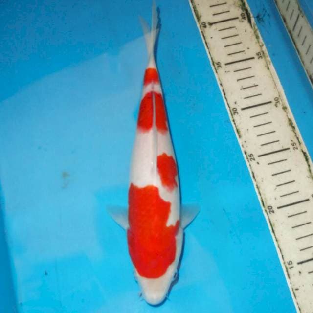 KOHAKU