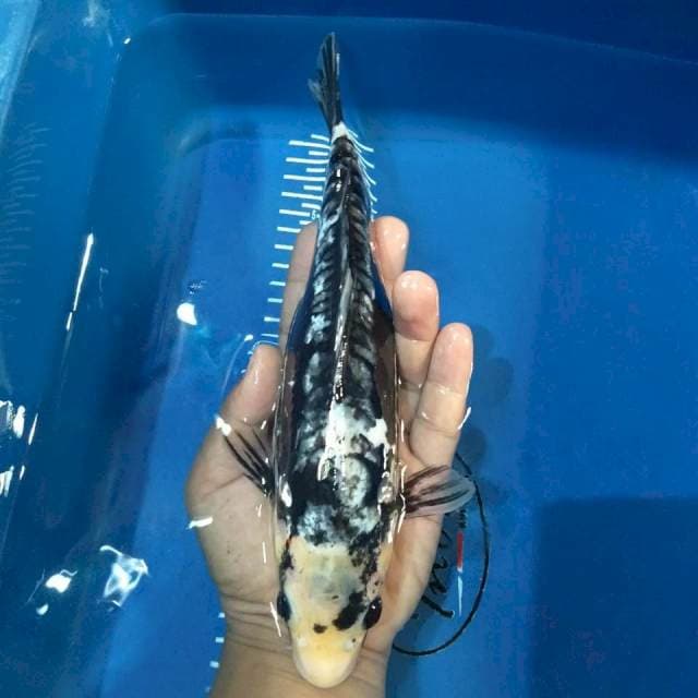 Kumonriyu 27cm
