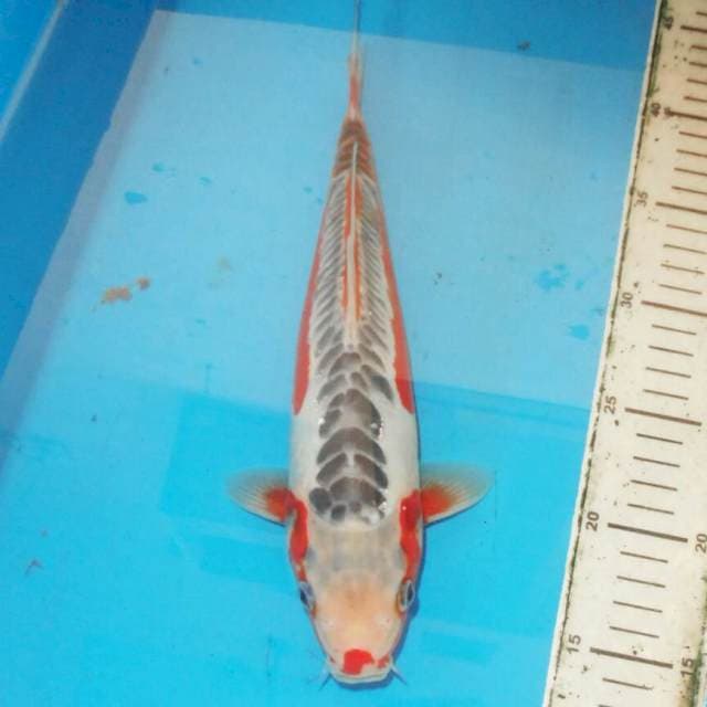 31cm SQ HANA SHUSUI
