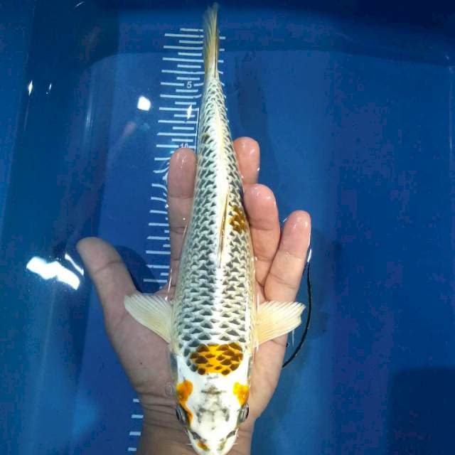 Kujaku 27cm