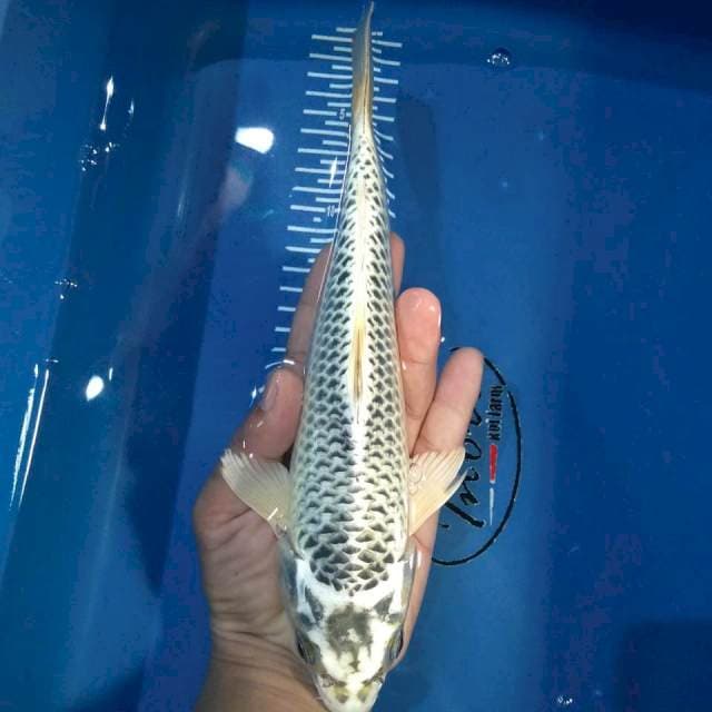 Matsuba 27 cm