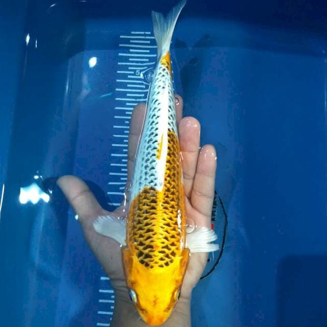 Kujaku 26cm