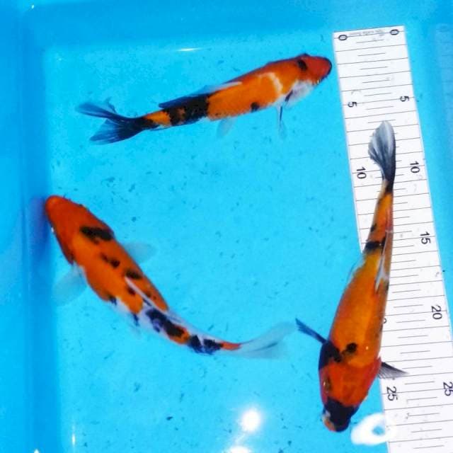 Mix 16-19cm