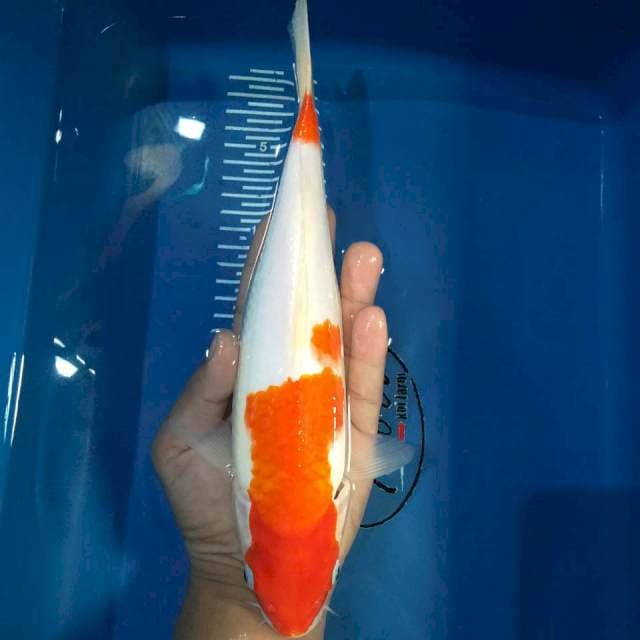 Kohaku 30 cm