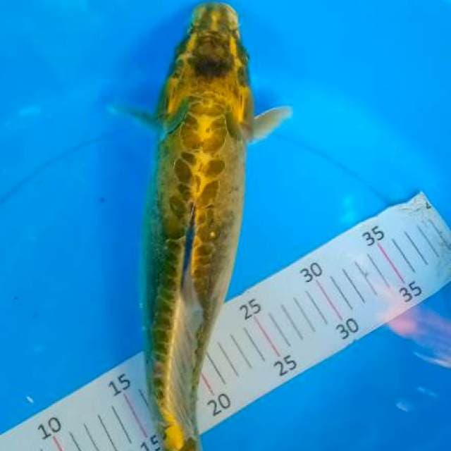 Kinbo 40 cm