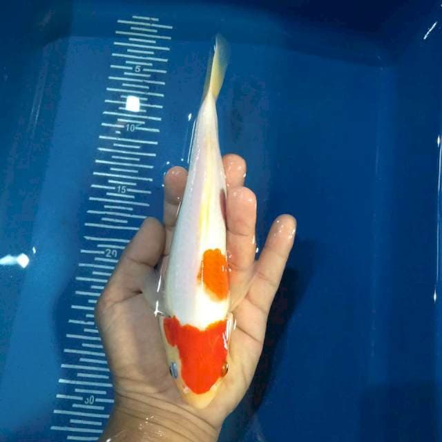 Kohaku 25cm