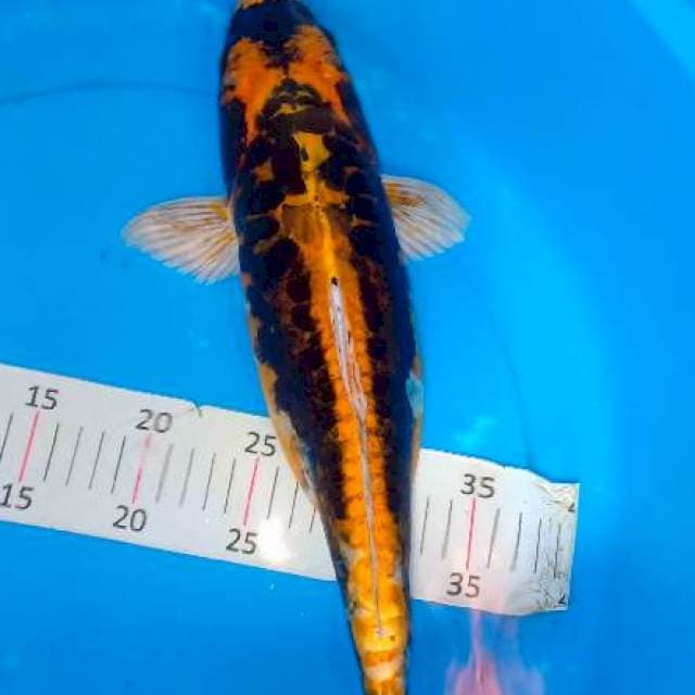 Kabuto 41 cm