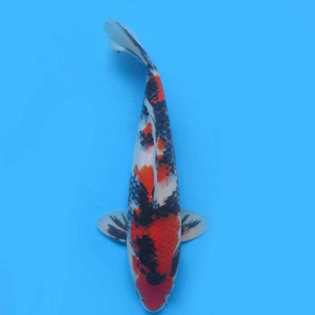 35bu , Showa Sanshoku Prospek