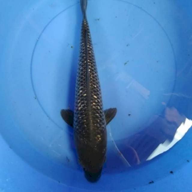 Soragoi ginrin jumbo