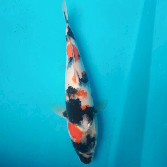 1. Showa 30cm (f)