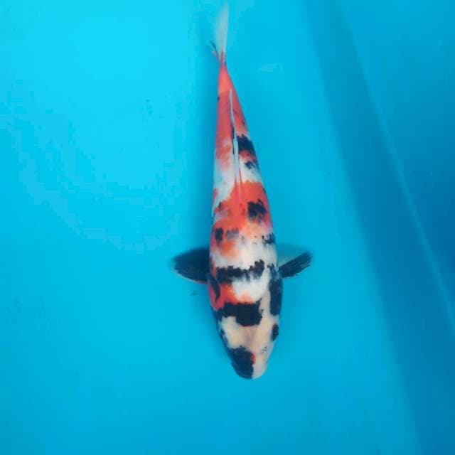2. Showa 30cm (f)