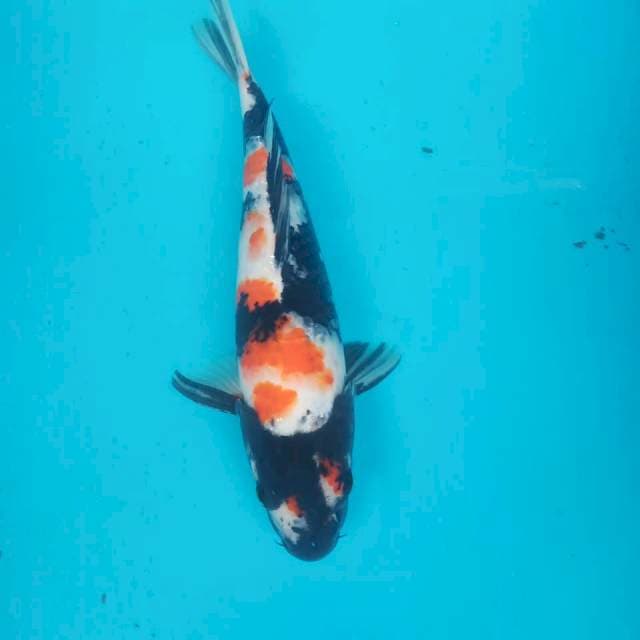 4. Showa 31cm (f)