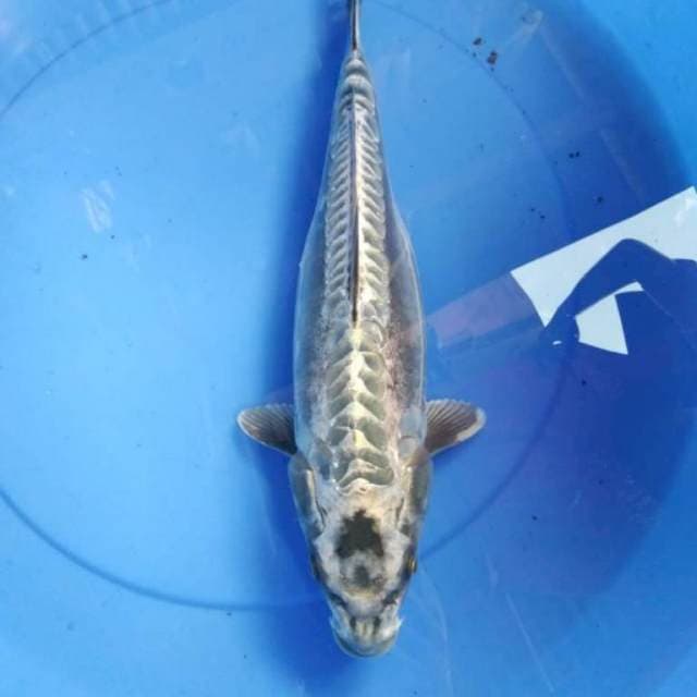 Antik jumbo 36 cm