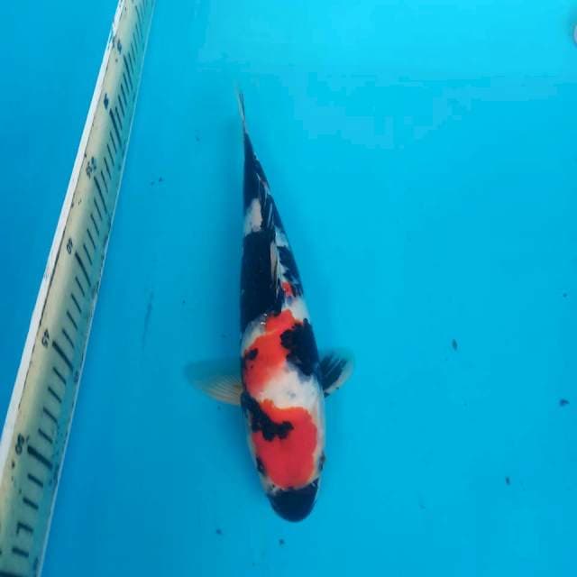8. Showa 27cm (f)