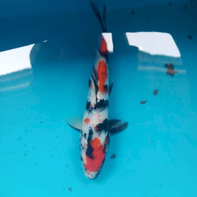 12. Showa 24cm (m)