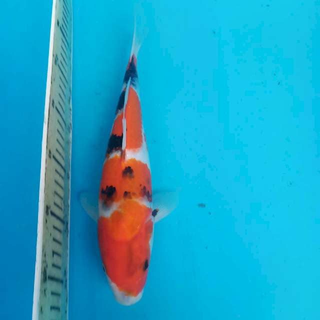 19. Showa 30cm (f)
